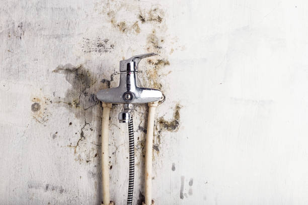 Best Office Mold Removal Services  in Del Mar, CA