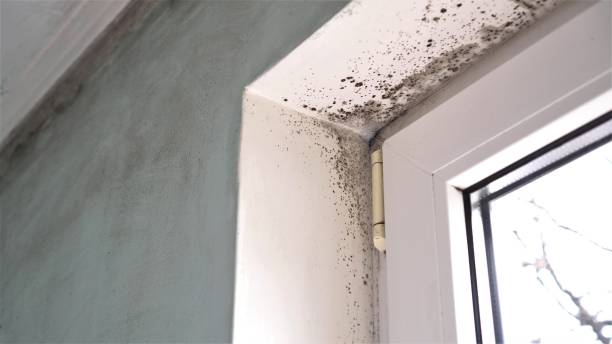 Best Black Mold Removal  in Del Mar, CA