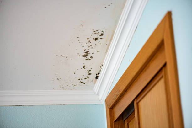 Del Mar, CA Mold Removal Company