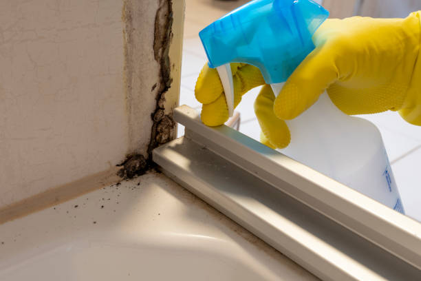 Professional Mold Removal in Del Mar, CA