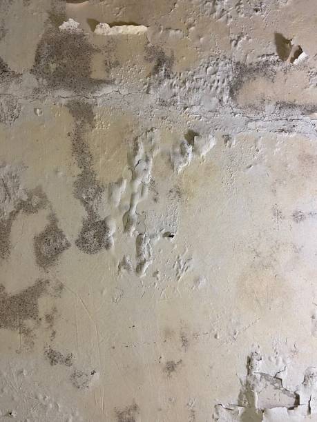 Best Same-Day Mold Removal  in Del Mar, CA