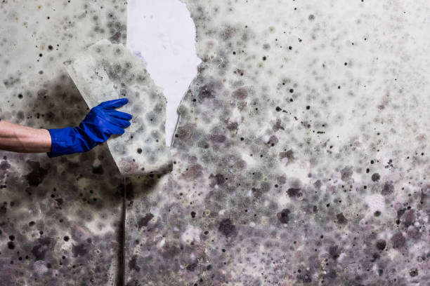 Best Fast Mold Removal  in Del Mar, CA
